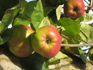 Äpfel auf Streuobstwiese
